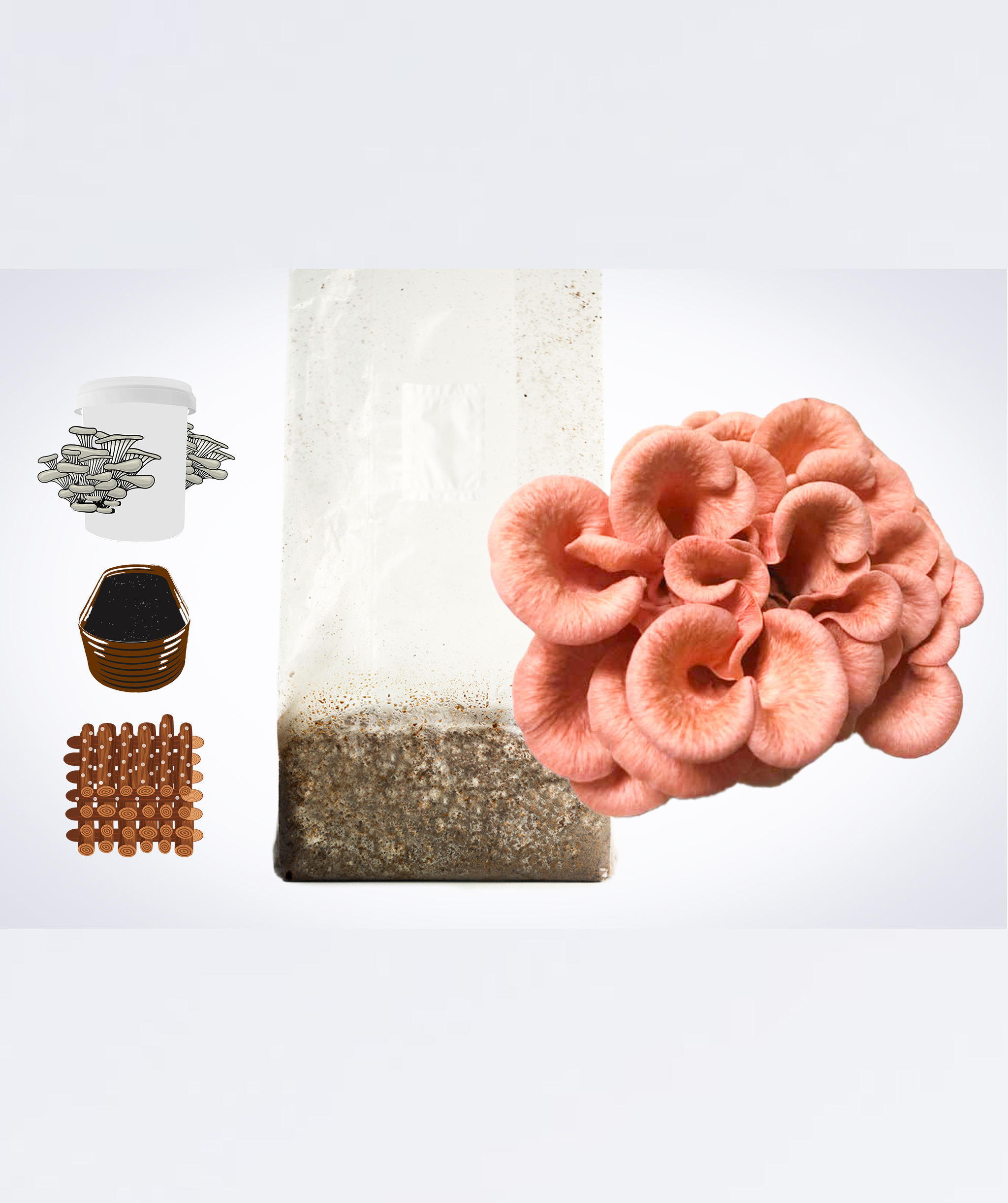 Sawdust spawn for mushroom Garden bed and bucket- 3kg | Pink Oyster | Pleurotus djamor 1 The Sawdust spawn for mushroom Garden bed and bucket โ 3kg | Pink Oyster (Pleurotus djamor) is displayed with a mushroom kit, brown dowels, and a growing tray on a white background.