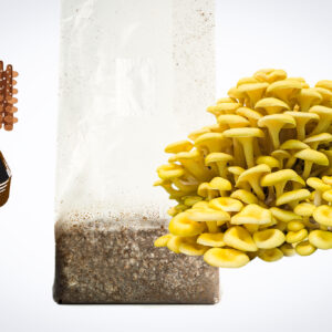 A bag of sawdust spawn for mushroom log inoculation & outdoor garden bed (3kg, Yellow Oyster, Pleurotus citrinopileatus), a cluster of yellow oyster mushrooms, stacked pots, and a tray of substrate.