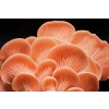 Pink Oyster mushroom