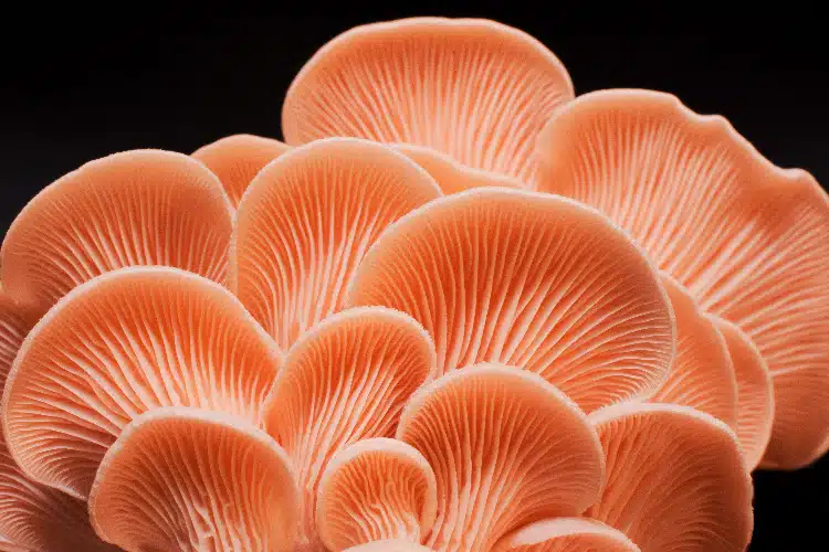 Close-up of clustered Shiitake mushrooms (Lentinula edodes) grown from Log Dowel Mushroom Plug Spawn 5000, displaying delicate fan-shaped gills against a black background.