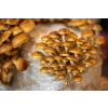 Pholiota adiposa, chestnut mushroom, scaly flame cap