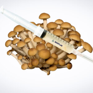 A syringe of Mushroom Liquid Culture | Swordbelt | Agrocybe aegerita is displayed on a cluster of brown mushrooms against a white background.