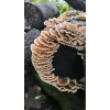 Turkey Tail Mushroom