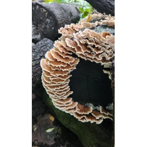 Turkey Tail Mushroom