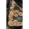 Turkey Tail Mushroom