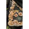 Turkey Tail Mushroom