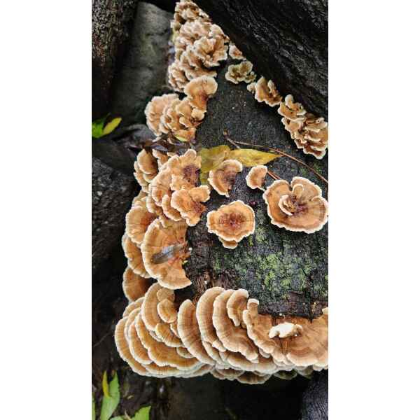 Turkey Tail Mushroom