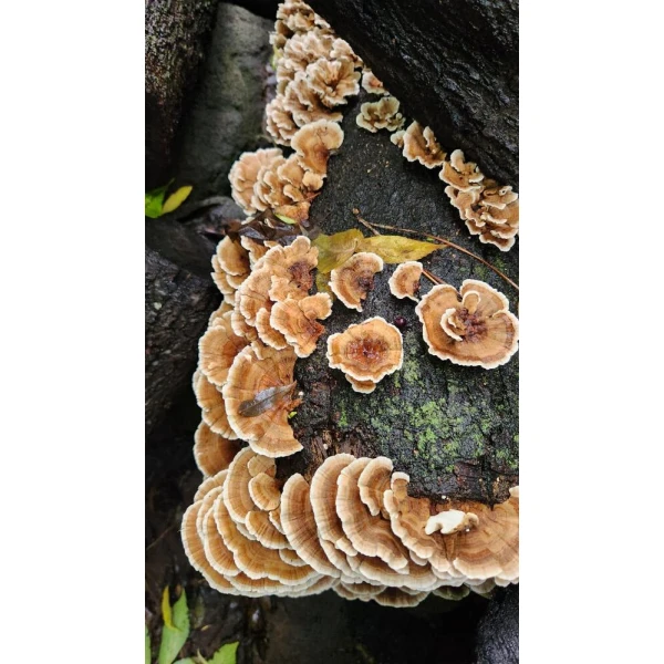 Turkey Tail Mushroom