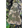 Turkey Tail Mushroom Growing on log