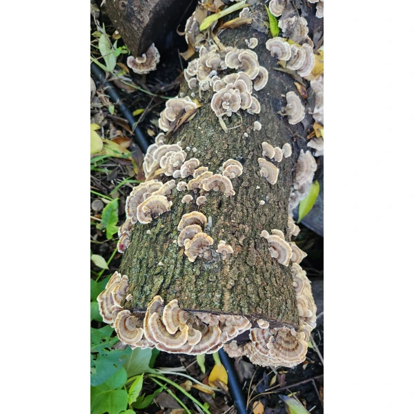 Turkey Tail Mushroom Growing on log