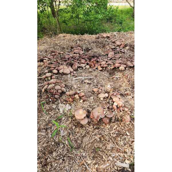Sawdust spawn for mushroom outdoor garden bed- 3kg | Golden Wine Cap | Stropharia  rugosoannulata var. lutea - Image 2
