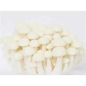 A cluster of Ivory Shimeji (Hypsizygus tessulatus) from Log Dowel Mushroom Plug Spawn features smooth white caps and stems, shown against a plain white background.