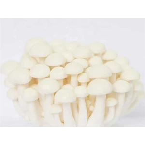 Log Dowel Mushroom Plug  Spawn | Ivory Shimeji | Hypsizygus tessulatus