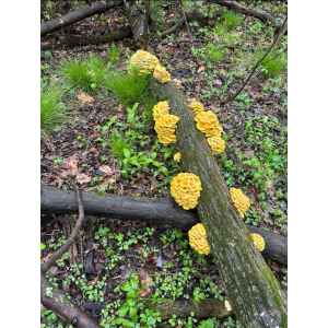 Yellow Mushroom Growing on logs