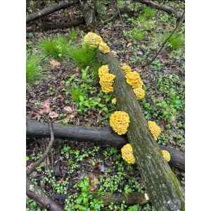 Yellow Oyster (Pleurotus citrinopileatus) mushrooms grow on a fallen log in a green forest, illustrating the results of using Log Dowel Mushroom Plug Spawn.