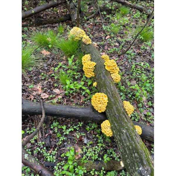 Yellow Mushroom Growing on logs