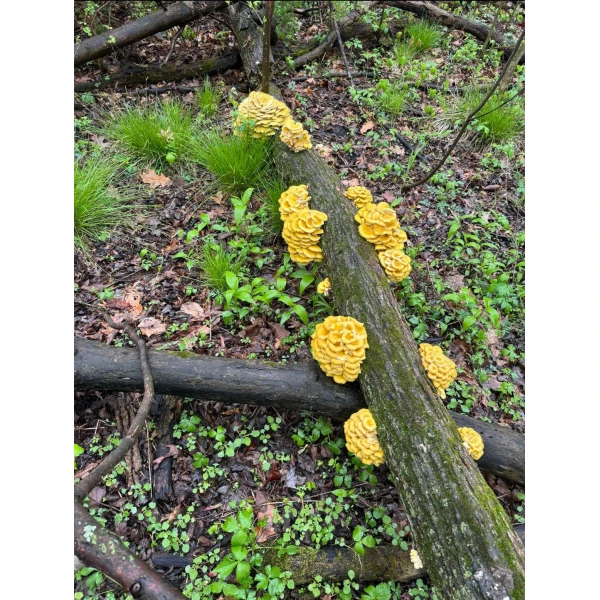 Yellow Mushroom Growing on logs