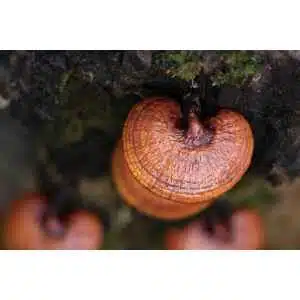 Shiny, reddish-brown mushrooms flourish on a mossy tree trunk, grown using the Native Australian Reishi Mushroom Growing Kit.