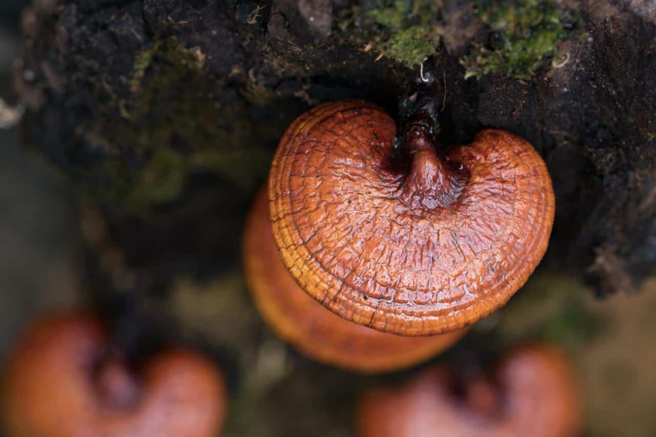 Native Australian Reishi Mushroom Growing Kit 1 Shiny, reddish-brown mushrooms flourish on a mossy tree trunk, grown using the Native Australian Reishi Mushroom Growing Kit.