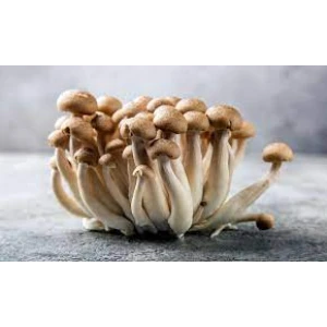 Log Dowel Mushroom Plug  Spawn  | Brown Shimeji | Hypsizygus tessulatus