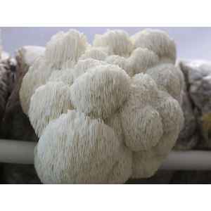 Log Dowel Mushroom Plug  Spawn  | Lion’s Mane Pride | Hericium erinaceus