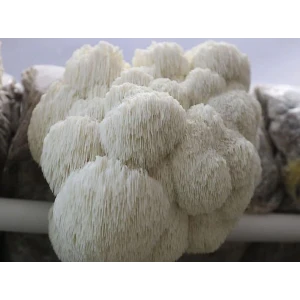Log Dowel Mushroom Plug  Spawn  | Lion’s Mane Pride | Hericium erinaceus