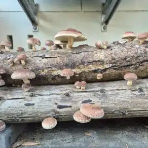 Shiitake 3782 (Lentinula edodes) clusters grow on stacked logs inoculated with Log Dowel Mushroom Plug Spawn, set by a concrete wall under a shaded structure.