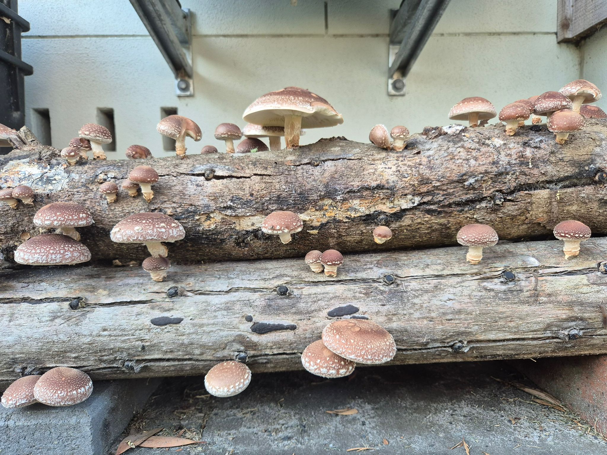 Sawdust spawn for mushroom log inoculation- 3kg | Shiitake – 3782 | Lentinula edodes 1 Shiitake 3782 (Lentinula edodes) clusters grow on stacked logs inoculated with Log Dowel Mushroom Plug Spawn, set by a concrete wall under a shaded structure.