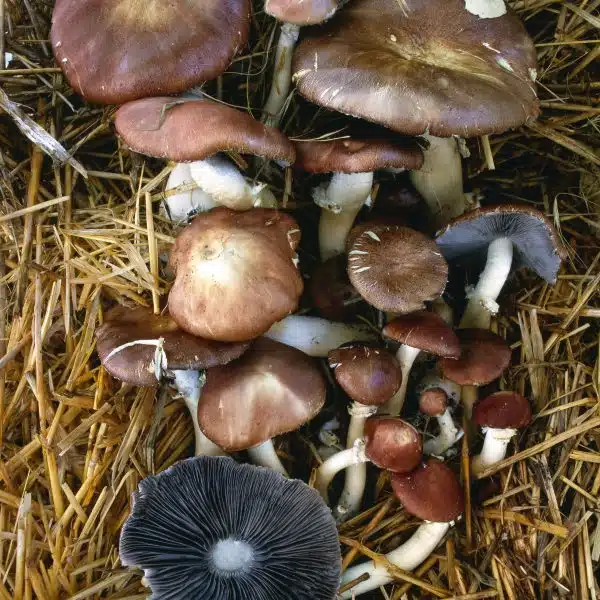 Wine cap mushrooms growing on a bed of straw, with visible gills on some of the mushroom caps. These Golden Wine cap fungi add a unique touch to their natural surroundings.
