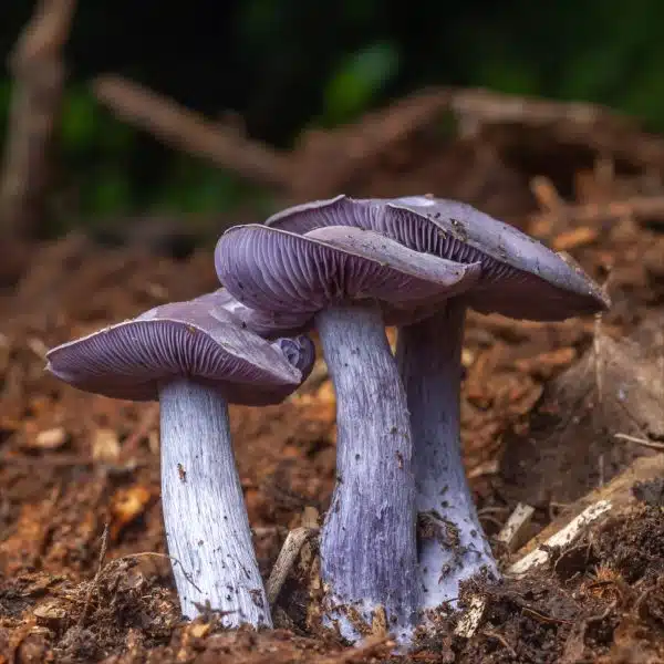 Three purple mushrooms, possibly wine caps, growing close together on a forest floor with a blurred green background.