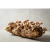 Straw Shiitake