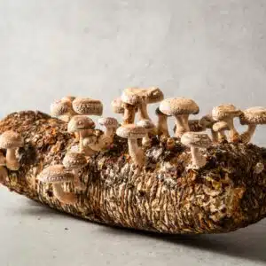 Straw Shiitake (Lentinula edodes) mushrooms from Mushroom Liquid Culture | Commercial variety, growing on a log against a light grey background.
