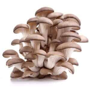 Tan oyster mushroom