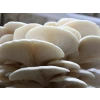 Log Dowel Mushroom Plug  Spawn   | Warm White Oyster | Pleurotus ostreatus