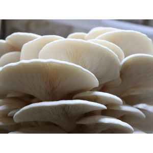 Log Dowel Mushroom Plug  Spawn   | Warm White Oyster | Pleurotus ostreatus