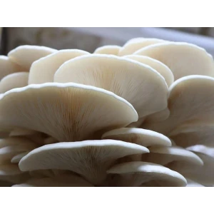 Log Dowel Mushroom Plug  Spawn   | Warm White Oyster | Pleurotus ostreatus