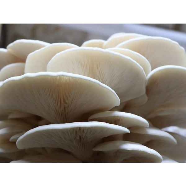 Log Dowel Mushroom Plug  Spawn   | Warm White Oyster | Pleurotus ostreatus