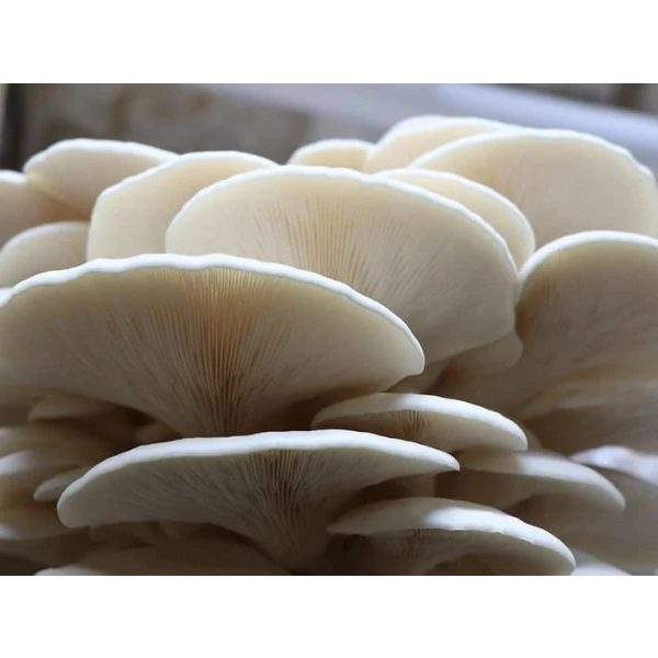 Log Dowel Mushroom Plug  Spawn   | Warm White Oyster | Pleurotus ostreatus