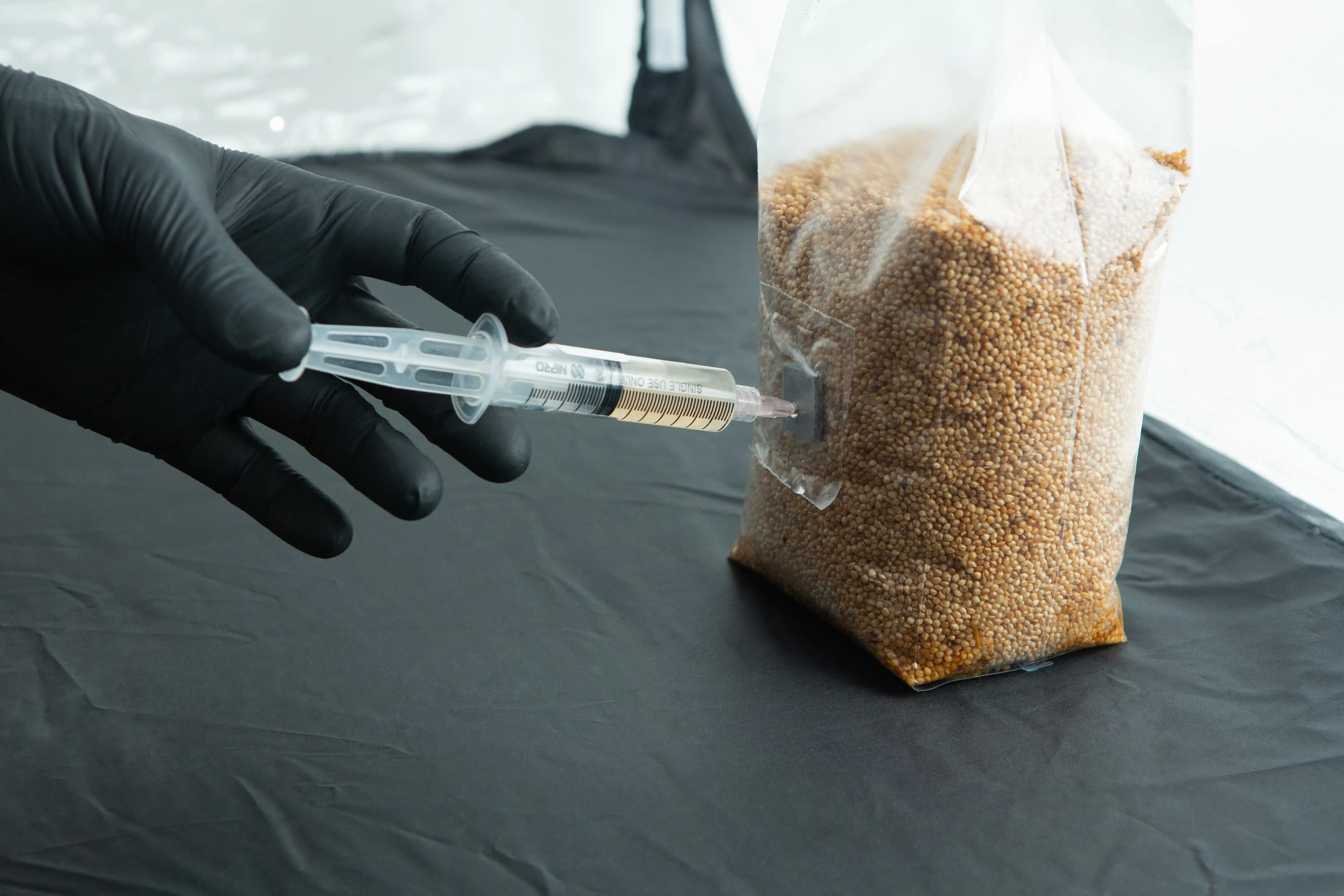 A gloved hand injects liquid from a syringe into a plastic bag filled with brown grains.