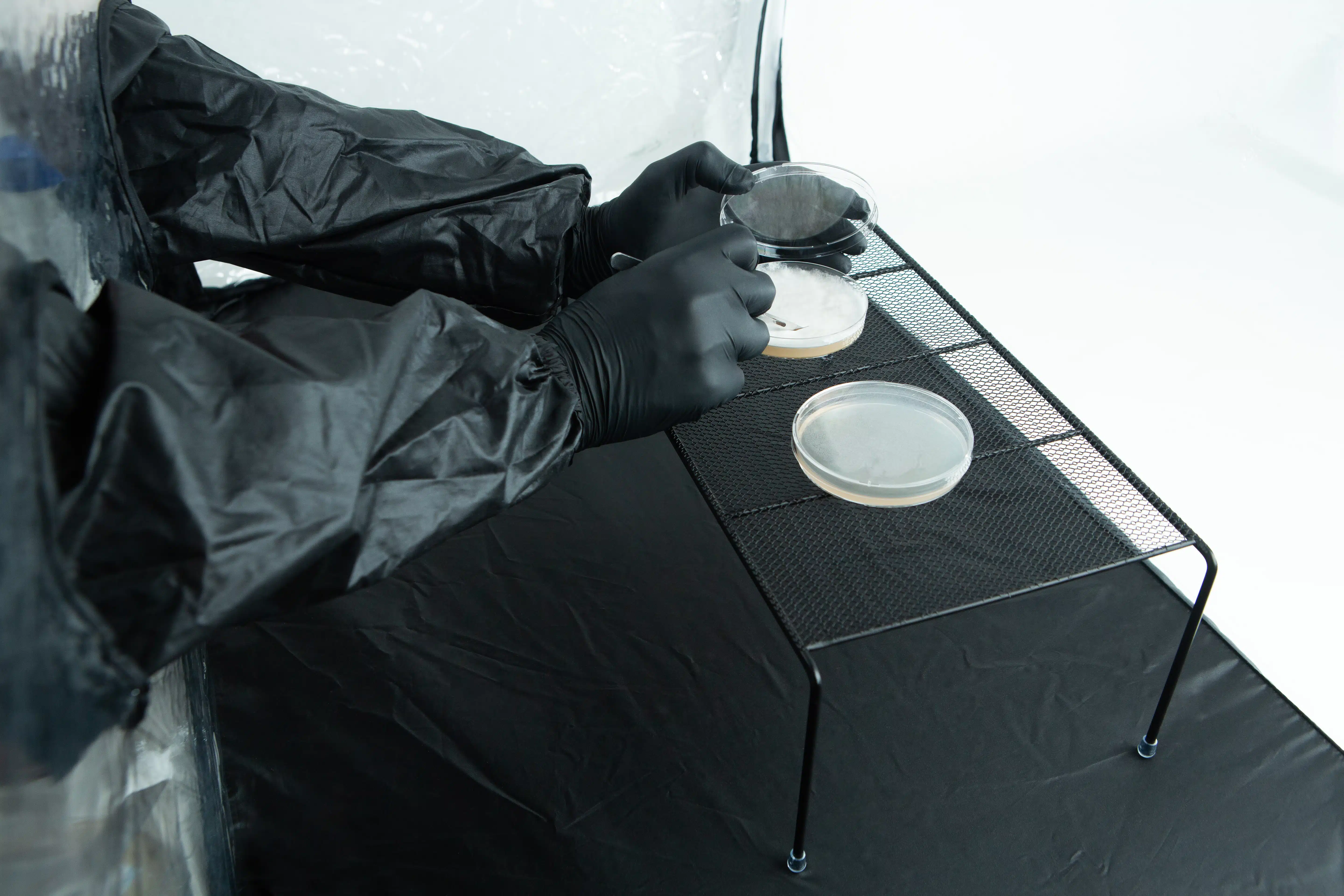 Person in black gloves and suit handling petri dishes on a metal rack in a laboratory setting.