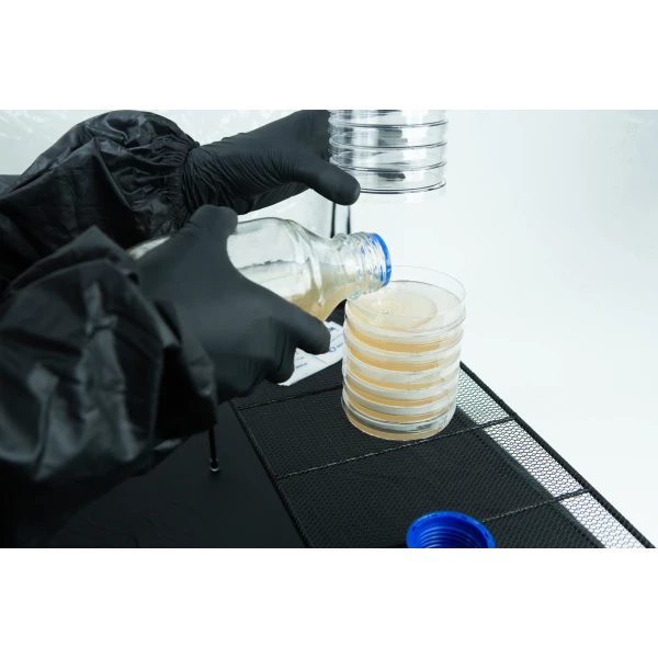 Pouring agar plate inside still air box on petri dish