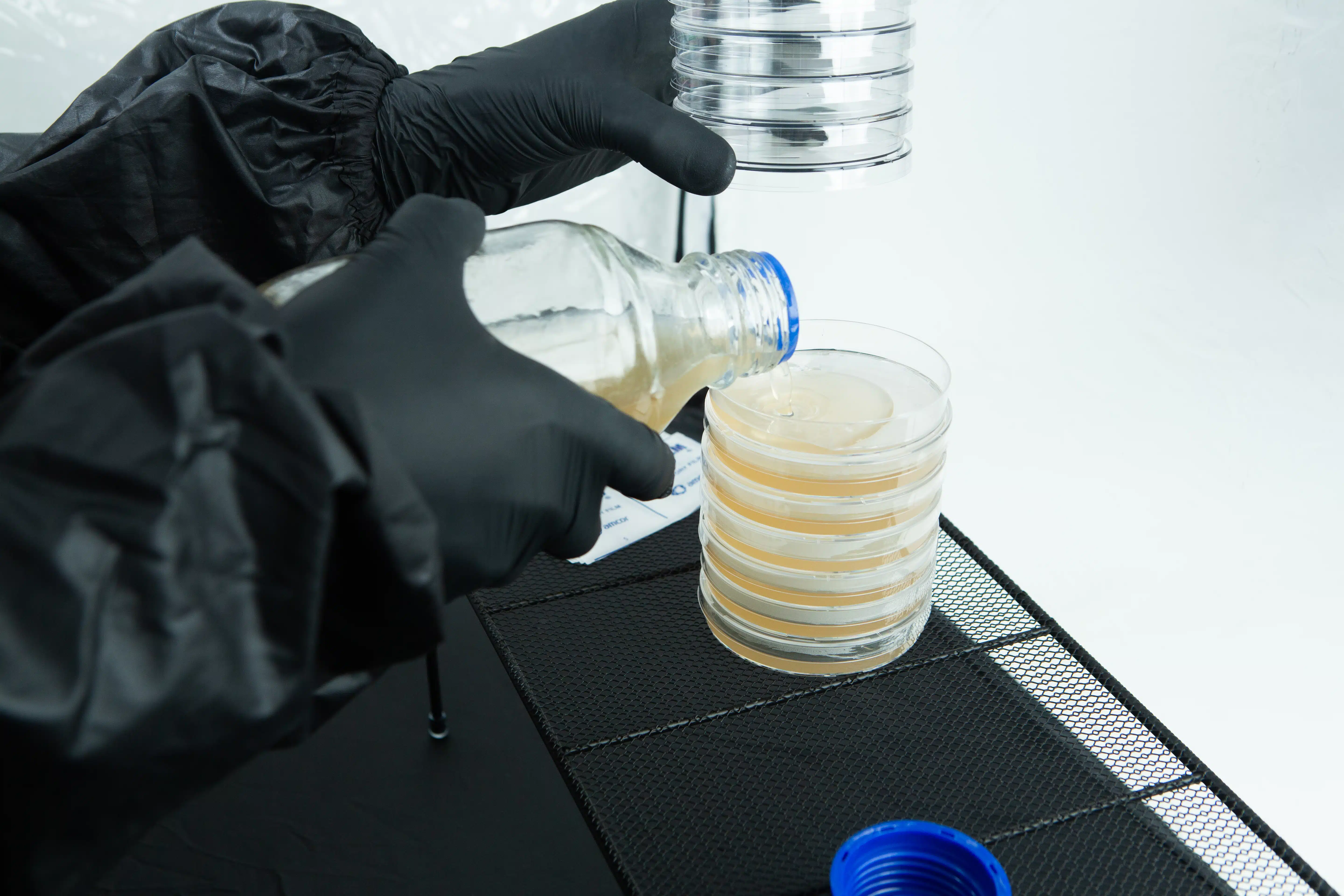 Person in black gloves pours liquid into stacked petri dishes on a lab bench.