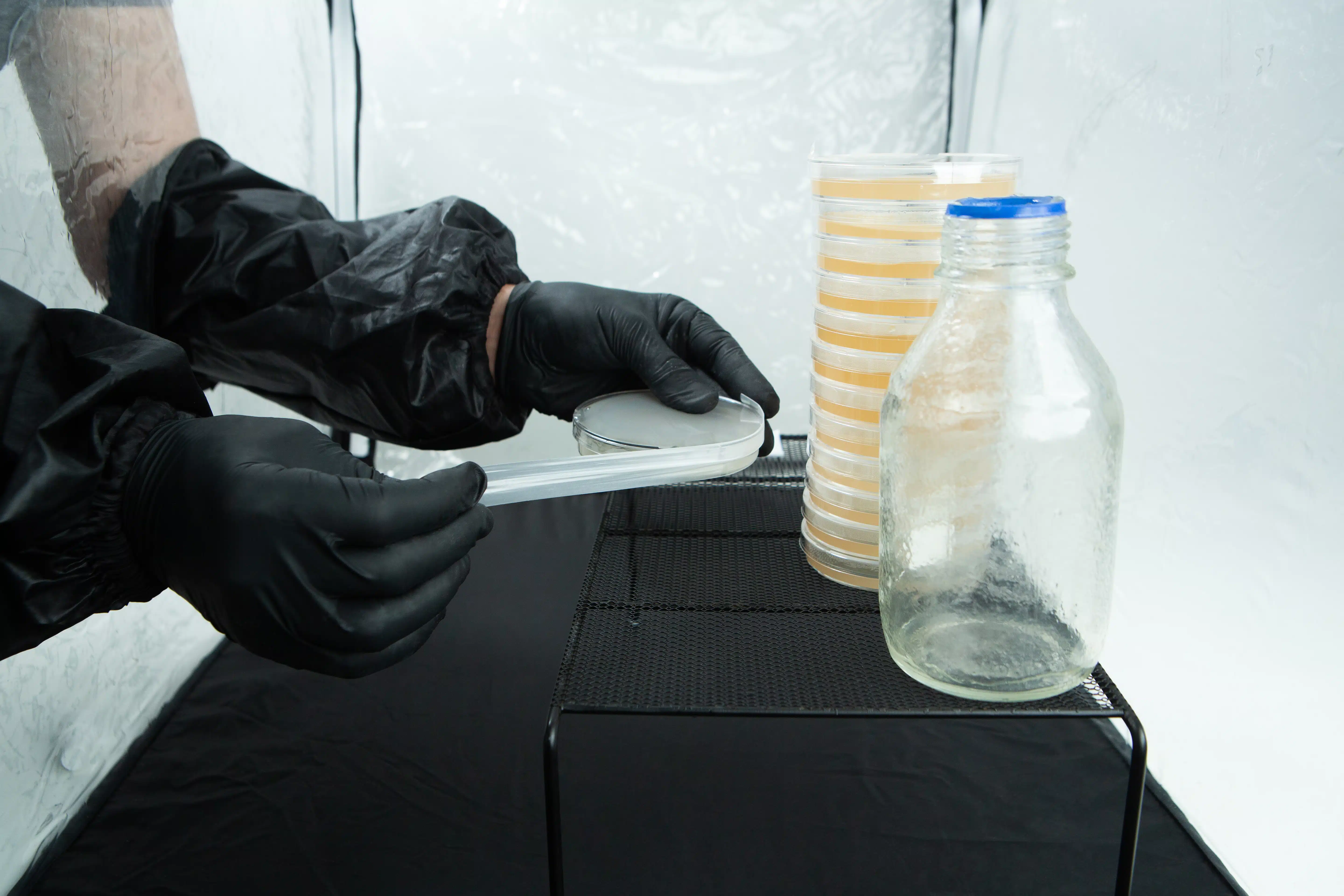 Person in black gloves handling petri dishes next to a glass jar in a sterile laboratory environment.