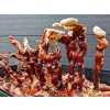 Reishi Mushroom fruiting in Max Yield Bins