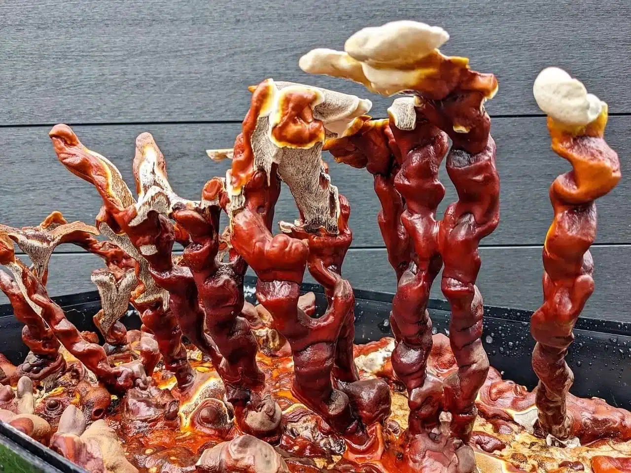 Monotub kit for Growing mushrooms- Max Yield Bins 11 Red and brown twisted mushrooms with cream caps grow closely together in a Max Yield Bins Monotub kit against a dark background.