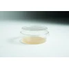 Biodegradabe Agar cup single