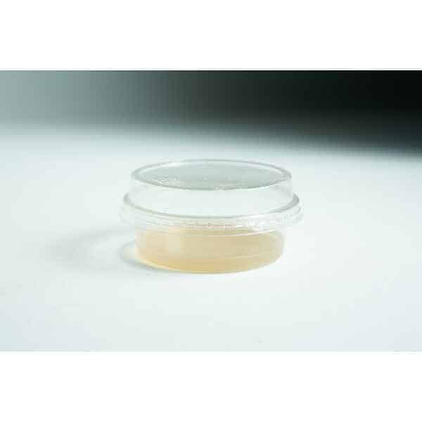 Biodegradabe Agar cup single