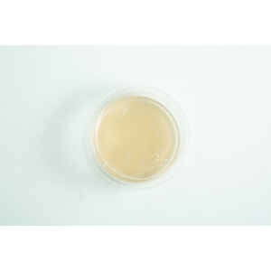 Biodegradabe Agar cup single up