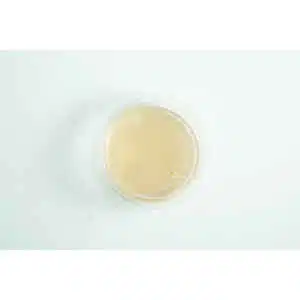 Biodegradable Agar Cups (MEA | MEAG) filled with light brown liquid, shown from above on a white background.