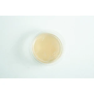 Biodegradabe Agar cup single up